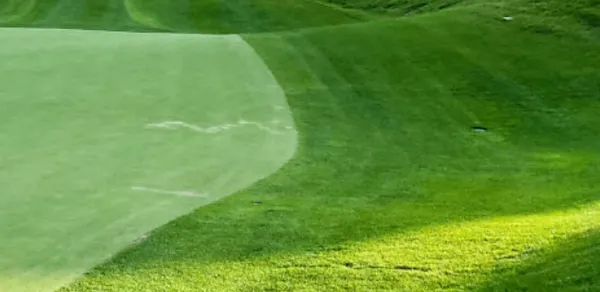 grass 올데이CC 양잔디 사진